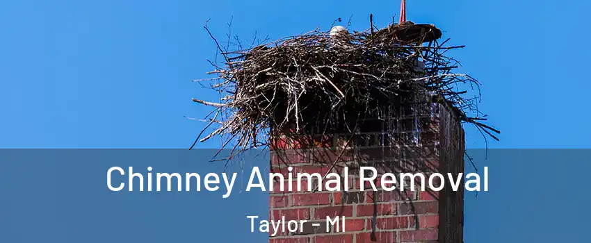  Chimney Animal Removal Taylor - MI