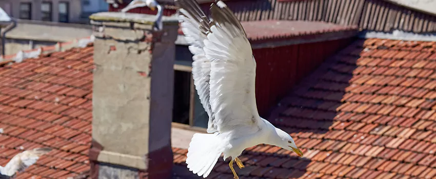 Residential Chimney Animal Removal Solution in Taylor, MI